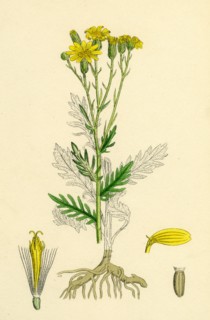 Senecio erucifolius; Hoary Ragwort