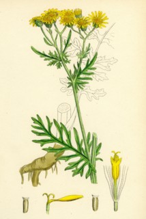 Senecio Jacobaea; Common Ragwort