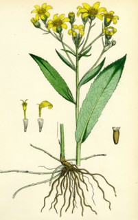 Senecio Saracenicus; Broad-leaved Ragwort