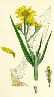 Senecio paludosus; Great Fen Ragwort