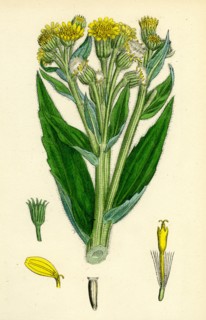 Senecio palustris; Marsh Fleawort