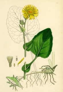 Doronicum Pardalianches; Great Leopard's-bane