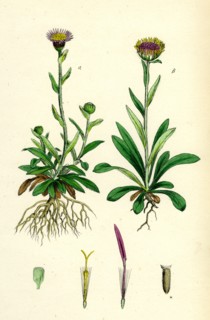 Erigeron alpinus; Alpine Fleabane