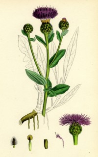 Centaurea nigra, var. genuina; Black Knapweed, var. a.