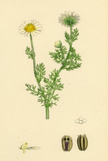 Chrysanthemum inodorum, var. maritimum; Scentless Mayweed, var. B.