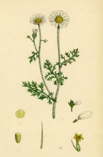 Anthemis Cotula; Stinking Mayweed