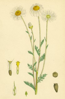 Anthemis arvensis, var. genuina; Corn Chamomile, var. a.
