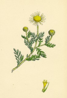 Anthemis arvensis, var. anglica; Corn Chamomile, var. B.