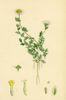 Anthemis nobilis; Common Chamomile