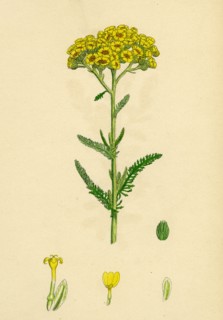 Achillea tomentosa; Woolly Yellow Yarrow
