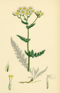 Achillea Millefolium; Common Yarrow