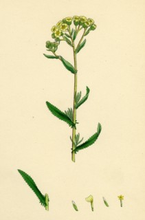 Achillea decolorans; Serrated Yarrow