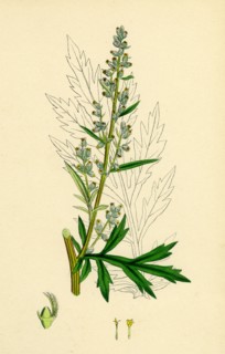 Artemisia vulgaris; Mugwort