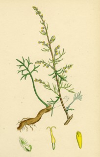 Artemisia campestris; Field Southernwood