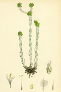 Filago germanica; Common Cudweed