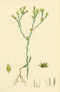 Filago minima; Slender Cudweed