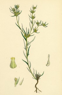 Filago gallica; Narrow-leaved Cudweed