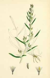 Gnaphalium sylvaticum; Upright Cudweed