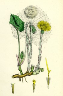 Tassilago Farfara; Common Coltsfoot