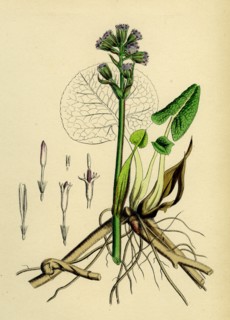 Petasites fragrans; Sweet-scented Coltsfoot