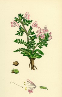 Pedicularis sylvatica; Procumbent Lousewort