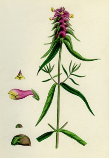 Melampyrum cristatum; Crested Cow-wheat