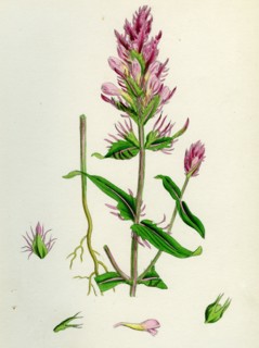 Melampyrum arvense; Field Cow-wheat