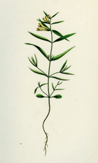 Melampyrum pratense, var. montanum; Common Cow-wheat, var. y.