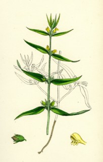 Melampyrum sylvaticum; Wood Cow-wheat