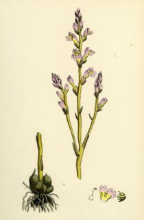 Orobanche ramosa; Branched Broom-rape