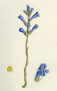 Orobanche arenaria; Sand Broom-rape