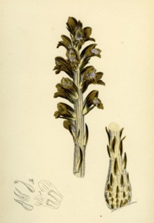 Orobanche Rapum; Greater Broom-rape