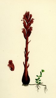Orobanche rubra; Red Broom-rape