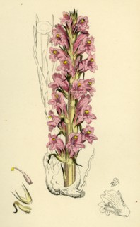 Orobanche elatior; Tall Broom-rape