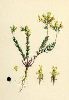 Linaria supina; Decumbent Toadflax