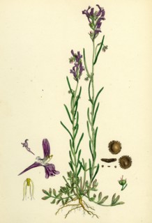 Linaria Pelisseriana; Jersey Toadflax