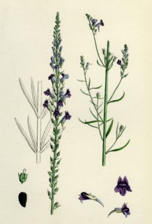 Linaria purpurea; Purple Toadflax