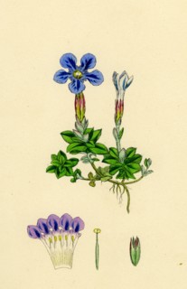 Gentiana verna; Spring Gentian