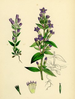 Gentiana eu-Amarella; Autumnal Gentian