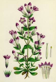 Gentiana Germanica; German Gentian