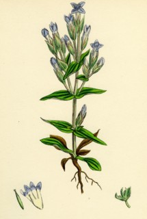 Gentiana campestris; Field Gentian