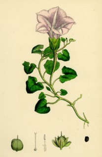 Convolvulus Soldanella; Sea Bindweed