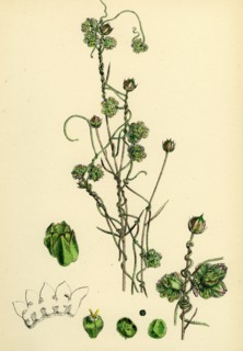 Cuscuta Epilinum; Flax Dodder
