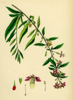 Lycium barbarum; Tea-plant