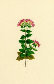 Erythraea latifolia; Broad-leaved Centaury