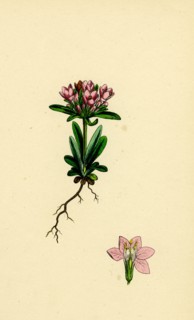 Erythraea littoralis; Narrow-leaved Centaury