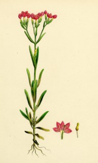 Erythraea littoralis; Narrow-leaved Centaury