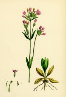Erythraea Centaurium; Common Centaury