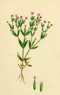 Erythraea pulchella; Slender Centaury