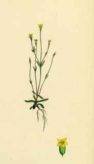 Cicendia filiformis; Slender Cicendia